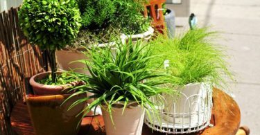 Комнатные растения: фото