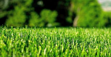 как сеять газонную траву своими руками