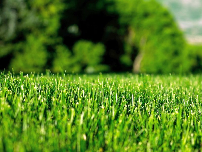 Как сеять газонную траву своими руками: правила посадки газона на даче