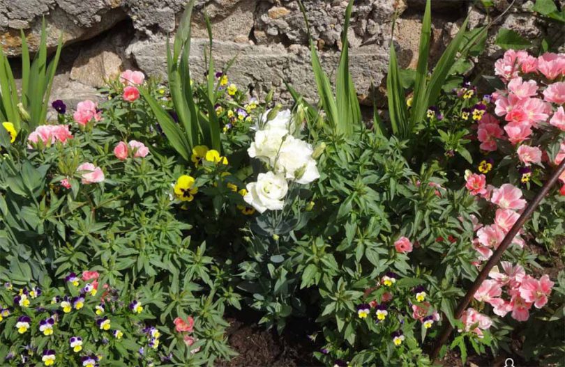 цветы эустома