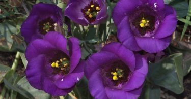 цветы эустома