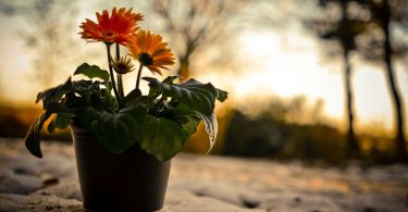 гербера комнатная