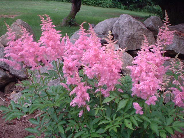 цветок астильба