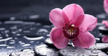 как ухаживать за орхидеей в домашних условиях