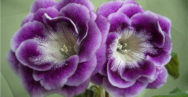 Глоксиния: уход в домашних условиях