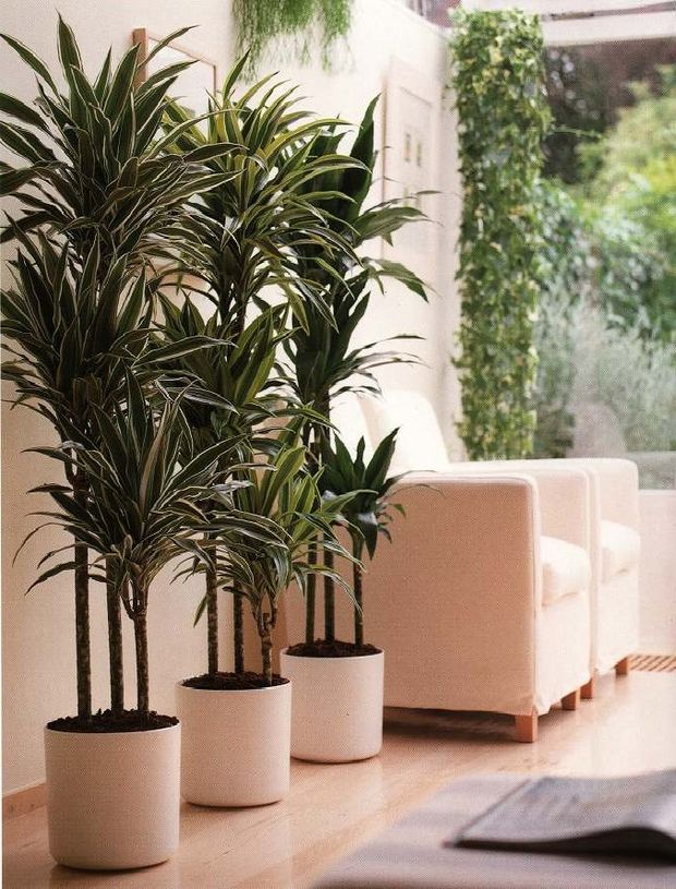 Комнатные растения: фото