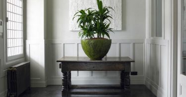 уход за драценой в домашних условиях