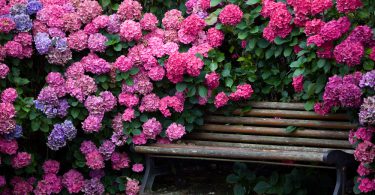 гортензия посадка и уход