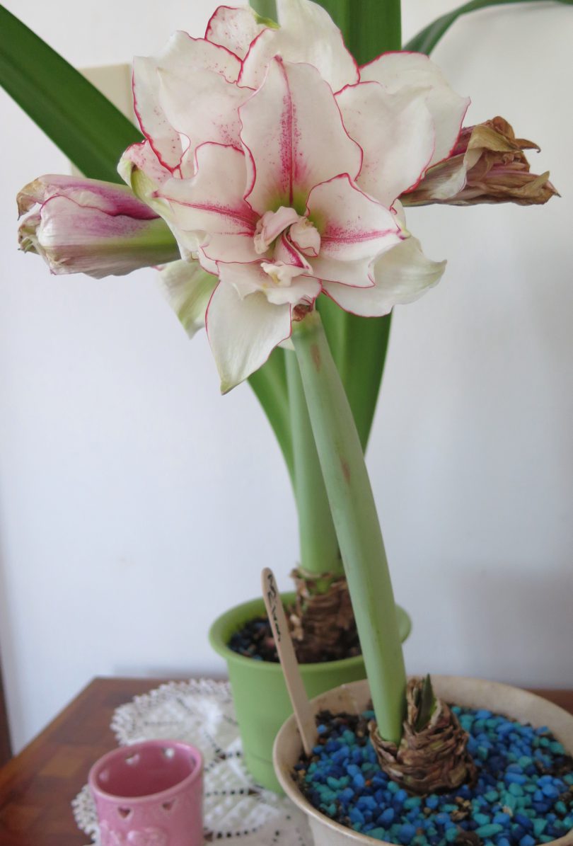 Амариллис фото