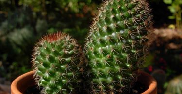 Кактусы: название и фото