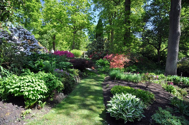 Декоративные кустарники для сада и дачи: виды и рекомендации по выбору