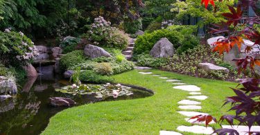 декоративные кустарники