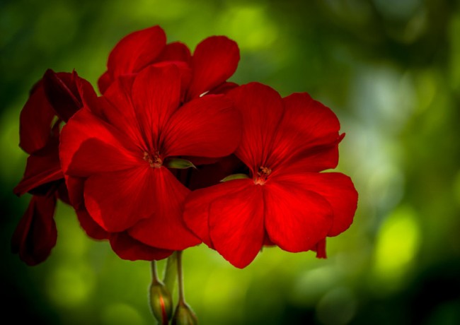 Герань фото