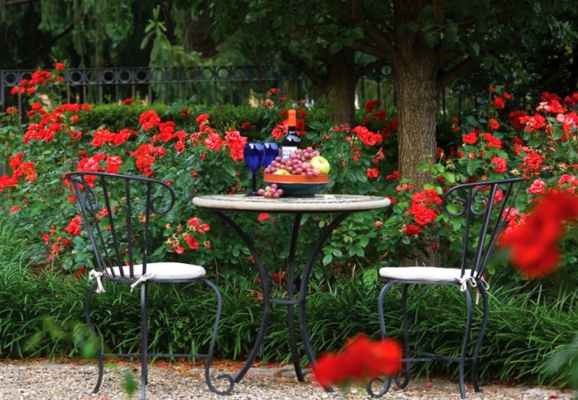 Герань фото