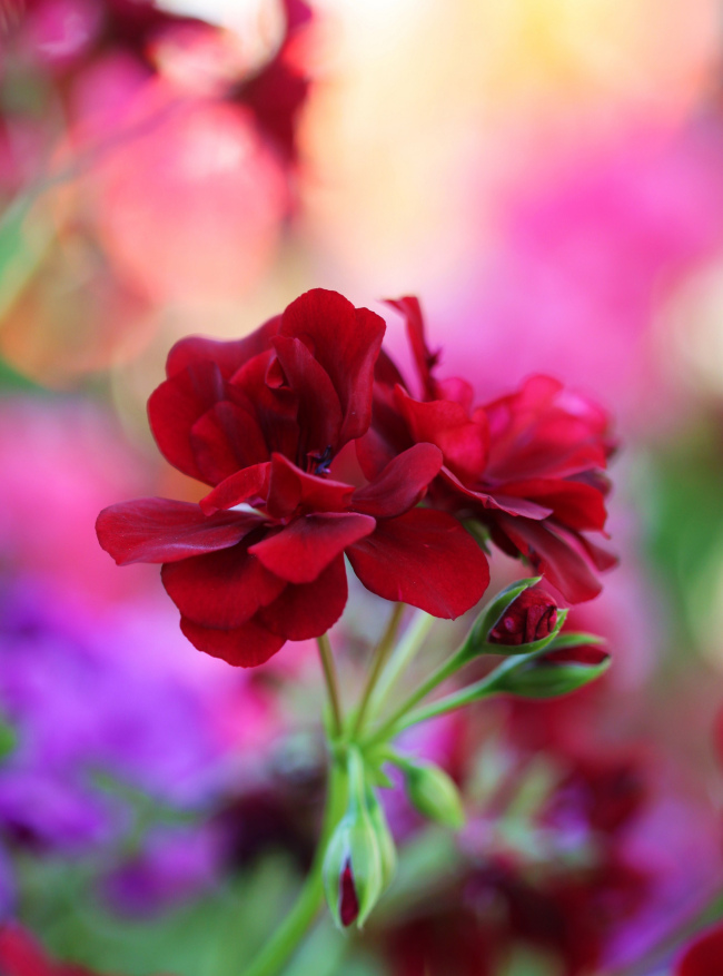 Герань фото